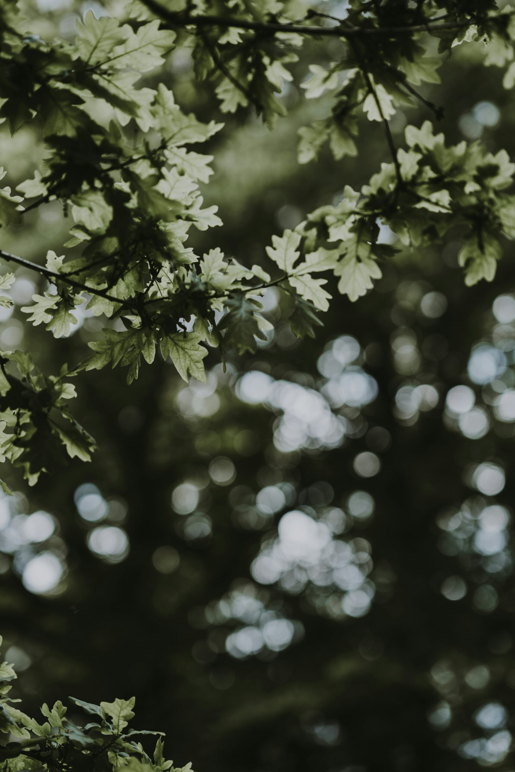 Le chêne et le roseau | Photo de Annie Spratt sur Unsplash