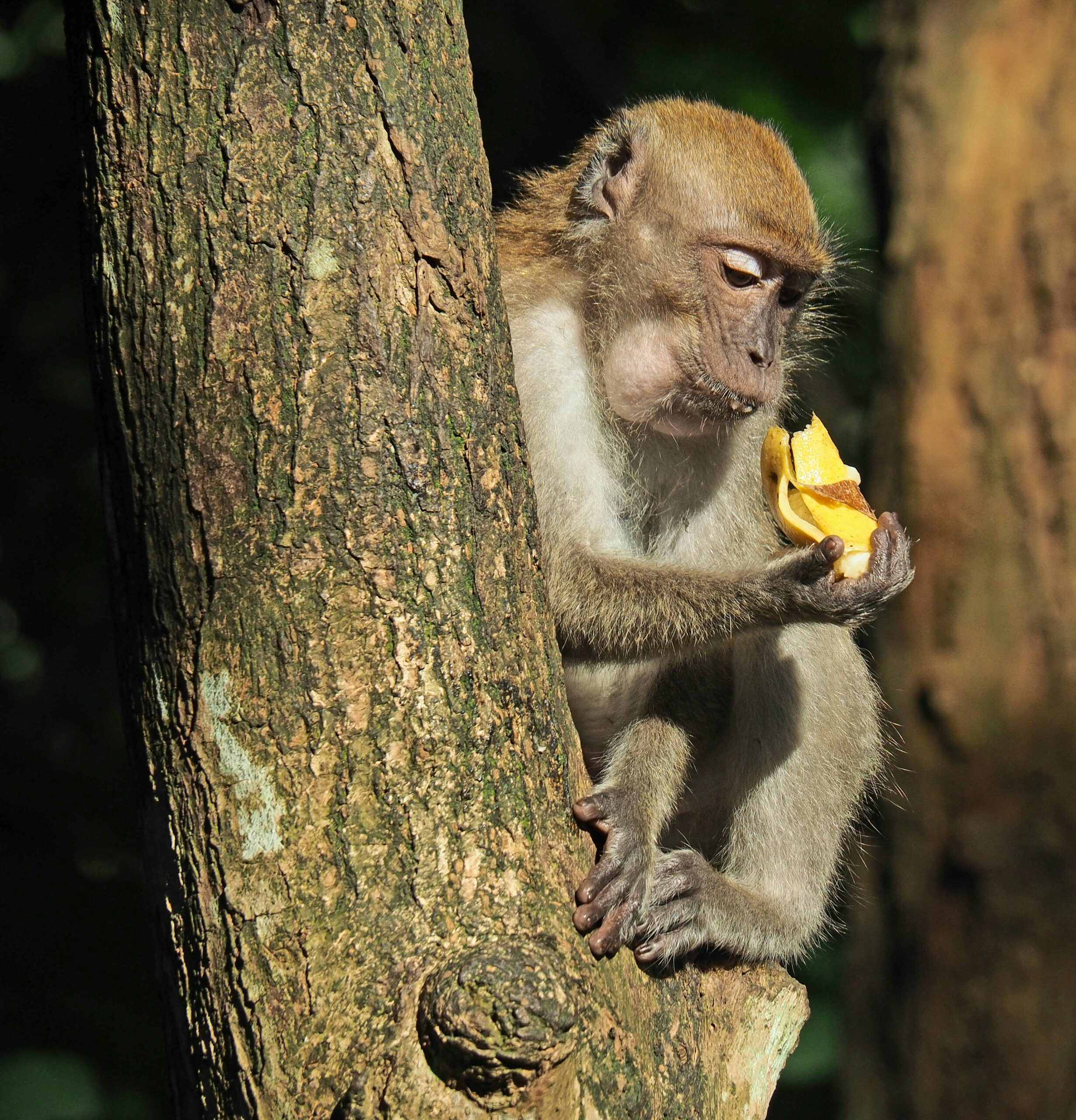 Allégorie du singe et de la cage | Photo de Cherylyn Ang sur Unsplash