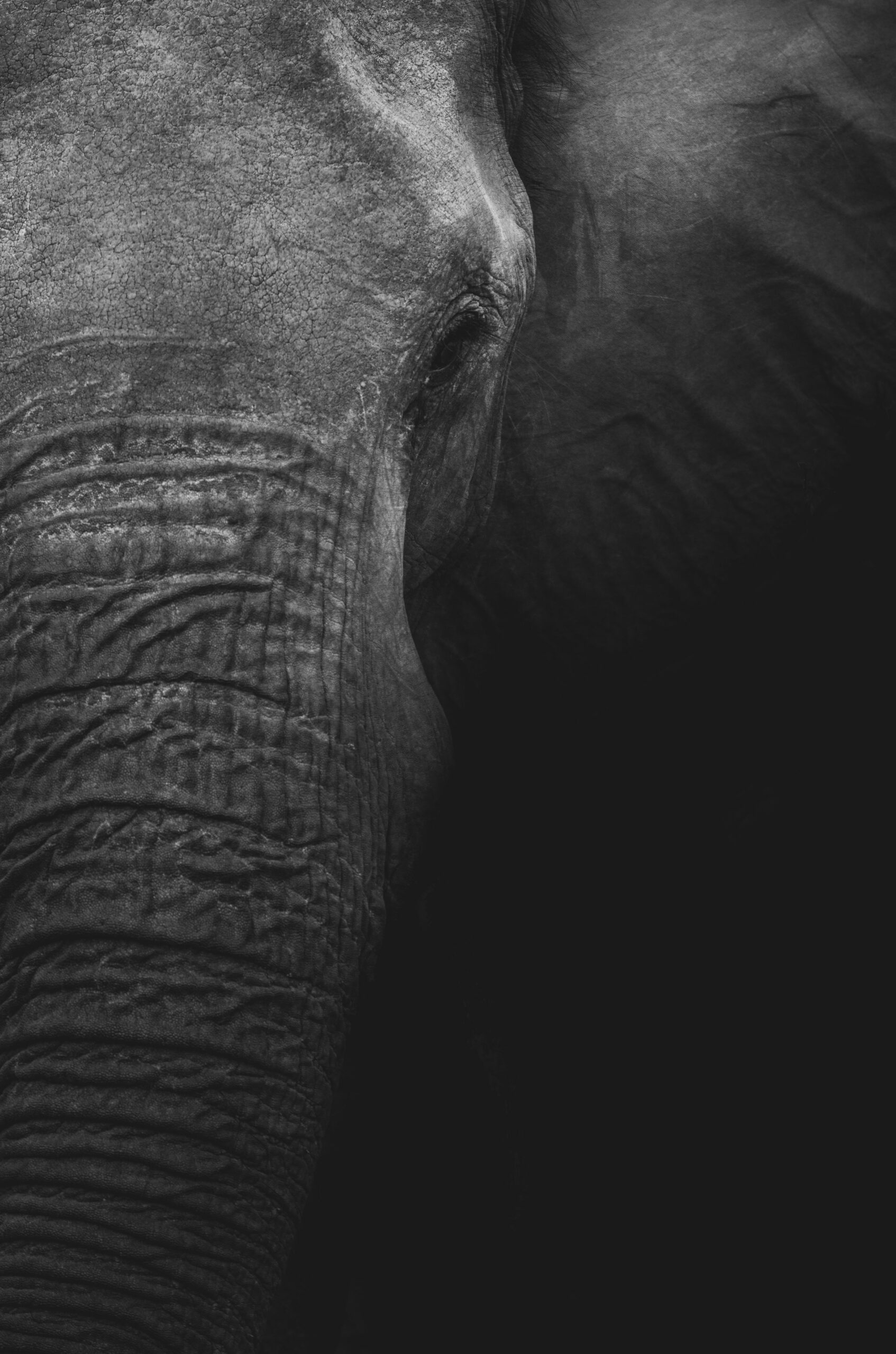 L'éléphant et les aveugles | Photo de Geranimo sur Unsplash